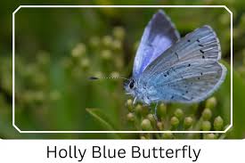 Image result for Celastrina argiolus