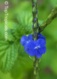 Image result for Stachytarpheta urticifolia