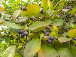 Image result for Carissa spinarum