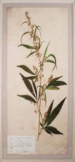 Holistic health new zealand is a company with some great repetitive sounds in the name. Drawings And Science Renderings