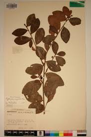Image result for Erythroxylum emarginatum