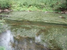 Image result for Hydrilla