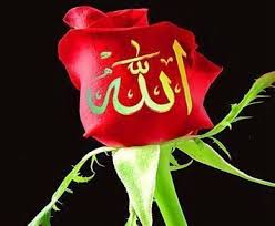 The program can be installed on android. Flower Allah Names Pic 99 Names Of Allah Flower Series White Allah Name On Flower Wallpapers Mobile Pics