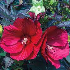 Image result for Hibiscus meyeri