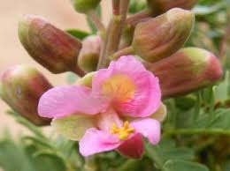 Image result for Caesalpinia rostrata