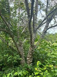 Image result for Zanthoxylum sp. A
