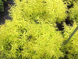 Image result for Thunbergia pynaertii