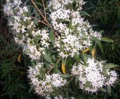 Image result for Pavetta gardeniifolia