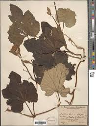 Image result for Lagenaria rufa