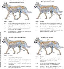 The clinic has 8 doctors of different profiles, he deeply love animals. How Offering Acupressure And Other Alternative Modalities Can Benefit Your Animal Clinic As Well As Your Patients Animal Wellness Guide Animal Acupressure Pet Clinic Acupressure