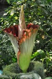 Odorous Corpse Flower Blooms Again At Mo Botanical Garden St Louis Public Radio Corpse Flower Botanical Gardens Missouri Botanical Garden