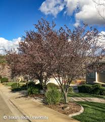 Maybe you would like to learn more about one of these? Purple Leaf Plum Plant Resources Home Ttu