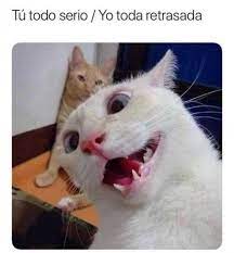 Meme Memes Funny Humor Memes Divertidos Meme Gracioso Memes Chistosisimos