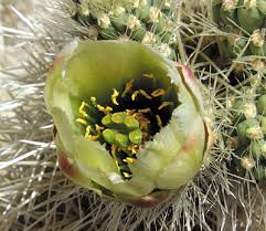 Pinto basin road, joshua tree national park, ca 92277 trailhead coordinates: Cholla Cactus Garden Joshua Tree National Park U S National Park Service