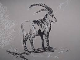 Bouquetin Drawing By Leslie Le Ray Artmajeur