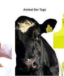 Animal Ear Tags Long Rang Animals Rfid Uhf Ear Tag Livestock Tag Sheep Cattle Pig Tracking Tag For Animal Management Animal Ears Animals Ear Tag