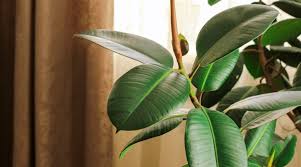 Then i noticed that some it leaves started to droop, and now some leaves have started turning yellow and dropping off. Rubber Tree Guide How To Take Care Of A Rubber Tree Plant