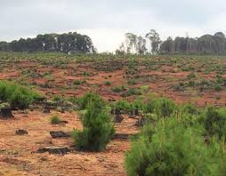 Image result for Kyllingiella microcephala