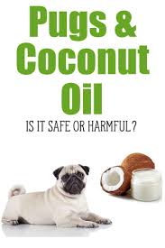 Can Pugs Eat Coconut Oil Foods Dogs Can Eat Dog Diet Dog Food Recipes