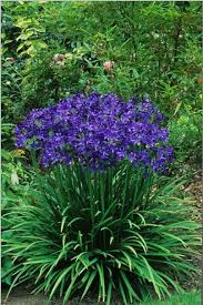 Agapanthus Lilliput Lily Of The Nile Summer Flower Perennial Blue August In Toronto Winterize In Unheated Garage Plants Flowers Perennials Perennials