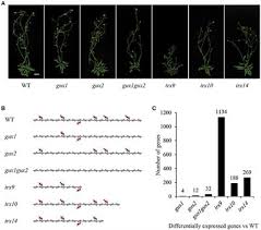 Xylan in plant cell wall. Frontiers A Transcriptomic Analysis Of Xylan Mutants Does Not Support The Existence Of A Secondary Cell Wall Integrity System In Arabidopsis Plant Science