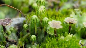 Marchantia, genus of liverworts (creeping ribbonlike plants) in the order marchantiales, commonly found on moist clay or silty soils, especially on recently burned land throughout the northern. Marchantia Polymorpha Eine Seltsame Unterwasserpflanze Gartenarbeit Auf