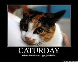 Saturday is the most awaited day of the week. Caturday Know Your Meme