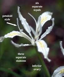 Image result for Iridaceae