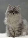 Persian Cat Breed Images and Facts | petMD | PetMD