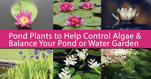 Ponduweb.com has been visited by 100k+ users in the past month Pond Plants To Control Algae Balance Your Water Garden