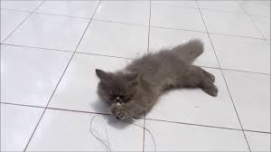 Jika kalian belum pernah melihatnya, coba perhatikan gambar yang satu ini. Jenis Kucing Persia Long Hair Youtube