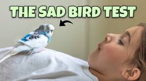 How to Know if your Pet Bird is SAD?