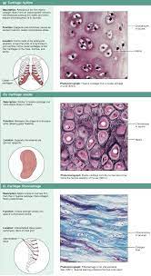 Connective Tissues Cartilage Hyaline Elastic Fibrocartilage Medical Anatomy Anatomy And Physiology Tissue Types