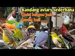 Jenis burung untuk kandang aviary. Kandang Aviary Minimalis Ternak Beragam Jenis Burung Dalam Satu Kandang Bird Aviary à¸™à¸ à²ªà²• à²· Youtube