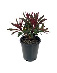 Image result for Euphorbia glanduligera