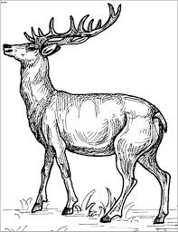 Large collection of free printable deer coloring pages. Detailed Deer Coloring Page Coloringbay