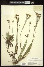 Image result for Crepis urundica