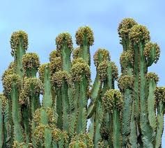 Image result for Euphorbia candelabrum