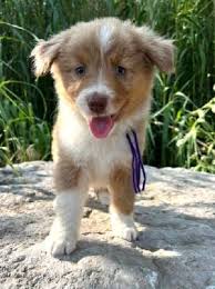 Chiot Berger Australien