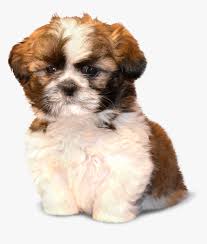 Baby face oskar morkie puppy. Transparent Shih Tzu Clipart Morkie Shih Tzu Puppies Hd Png Download Kindpng
