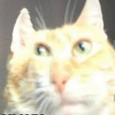 images?q=tbn:ANd9GcSknUlHhrxy1Si_aV31q6N