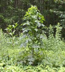 Image result for Lactuca ugandensis