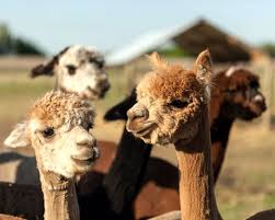 We did not find results for: Why Alpacas Alpaca Canada The Official Voice Of The Alpaca Industry In Canada