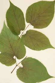 Image result for Araliaceae