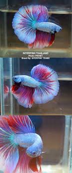 Fancy Dragon Beta Fish T T My Beta Looked Like This Only He Was A Veil Tail And He Passed Away From A Tumor Betta Fish Betta Beta Fish