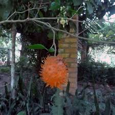 Image result for Tabernanthe elliptica