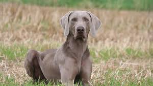 Cocotte, femelle royal bourbon couleur pie noir de 12.8 kgs née 15/06/2015 est à adopter au refuge du grand prado, pour renseignements appelez annick au 0692 30 86 88. Pres De 38 000 Animaux Adoptes A La Spa En 2020