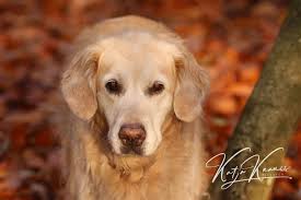 Schauen sie sich mehrere hundeschulen und ausbildungsplätze an, bevor sie sich für eine entscheiden und vorallem schauen sie sich die welpengruppe ohne eigenen welpen an, somit können sie. Hundeschule Greh Berlin Hundeschule Greh