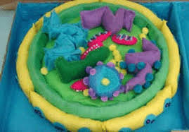 While assembling this unique 6 inches plant cell anatomy puzzle you will learn how cell membrane, nucleus… Tactile 3d Model Of A Plant Cell Made In Fabric Download Scientific Diagram