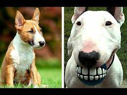 Kim and mini teacup puppies is a conscientious, caring and legitimate source for korean puppies. Miniature Bull Terrier Vs Bull Terrier Puppies And Full Grown Dogs Youtube